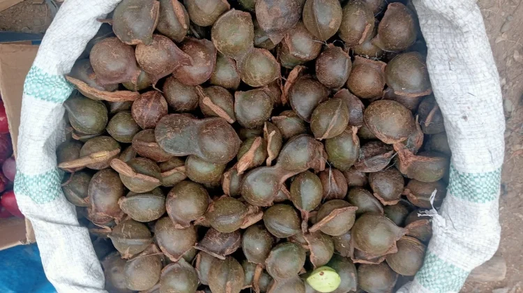 Jengkol, Si Bau Khas yang Tetap Dicari dan Digemari Banyak Orang