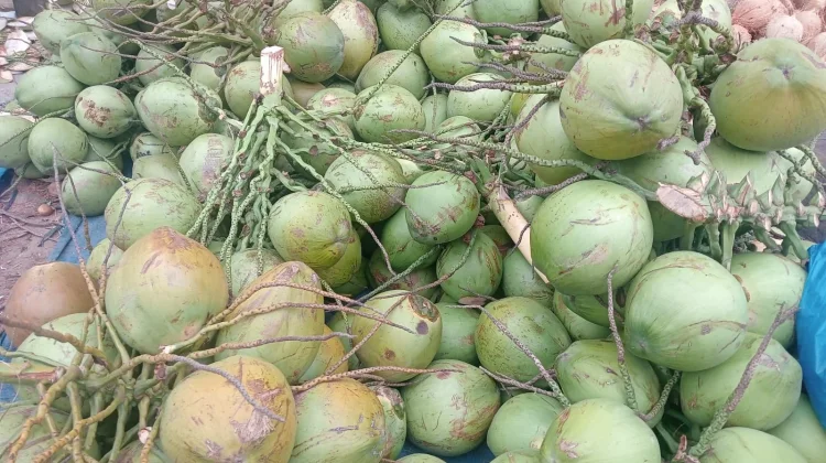 Kelapa, Buah Serbaguna yang Menghidupi Dapur dan Ekonomi Warga