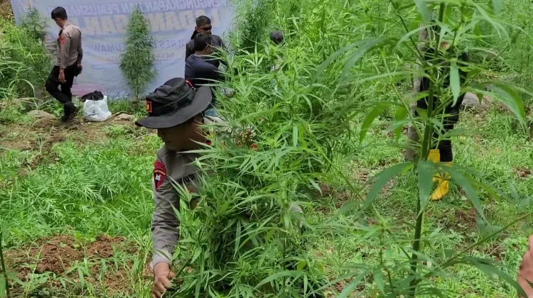 Polres Lhokseumawe Musnahkan Sembilan Titik Ladang Ganja di Aceh Utara