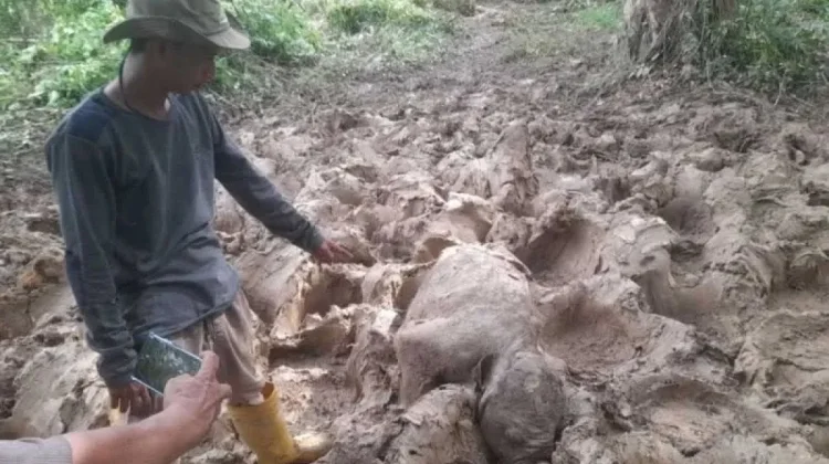 Bayi Gajah Sumatra Ditemukan Mati Prematur di Perkebunan Aceh Timur