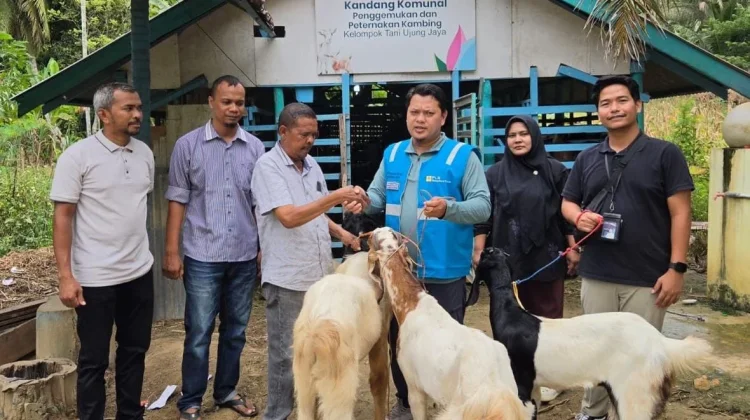 PLN NP UP Arun, Dorong Kelompok Tani Peternak Kambing