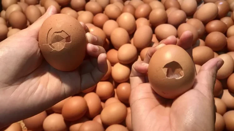 Telur Retak Ramai Peminat, Amankah di Konsumsi ?