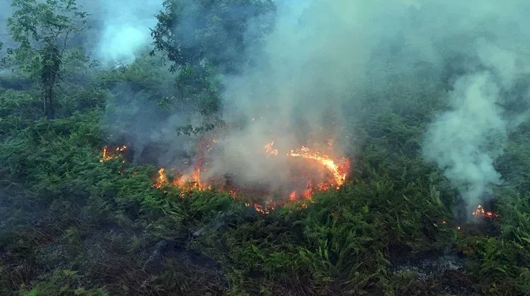 Musim Kemarau El Niño: Apakah Aceh Ikut Terancam Karhutla?