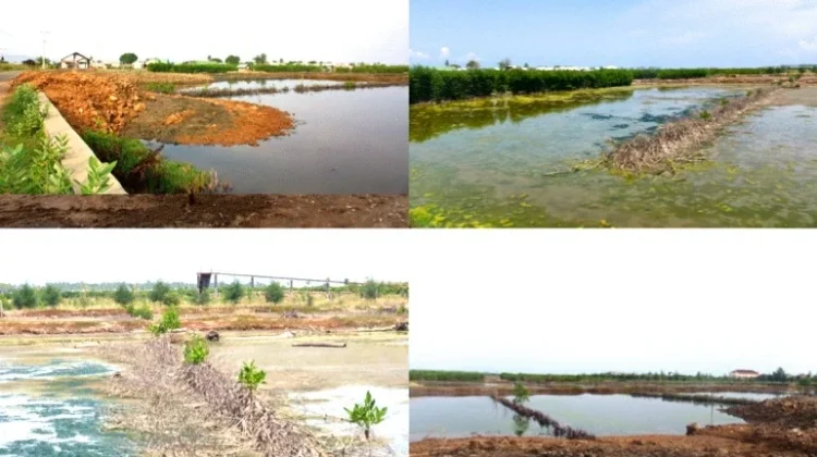 Mangrove Rusak, Apa yang Terjadi pada Pesisir?