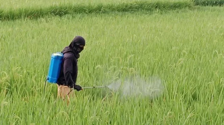 100 Hektare Sawah di Aceh Timur Kembali Produktif dan Hijau
