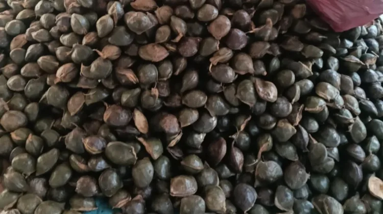 Petani Aceh Utara Panen Jengkol, Harga Tembus Rp8.000 per Kilogram