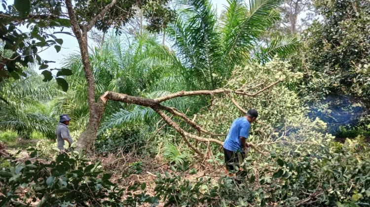 Petani di Aceh Utara Mulai Bersihkan Lahan untuk Tanam Hortikultura