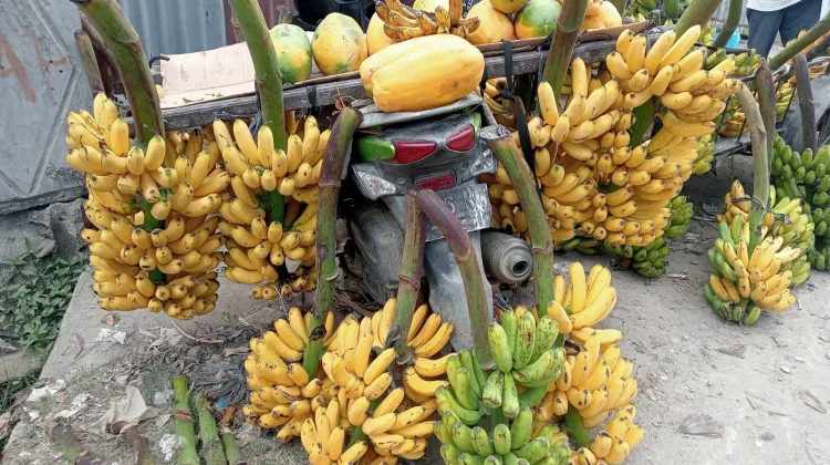 Pisang, Buah Sederhana dengan Segudang Manfaat bagi Kesehatan