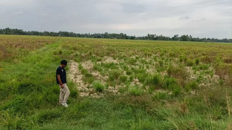 16.276 Hektare Sawah Aceh Belum Tersentuh Pemulihan Pascabanjir