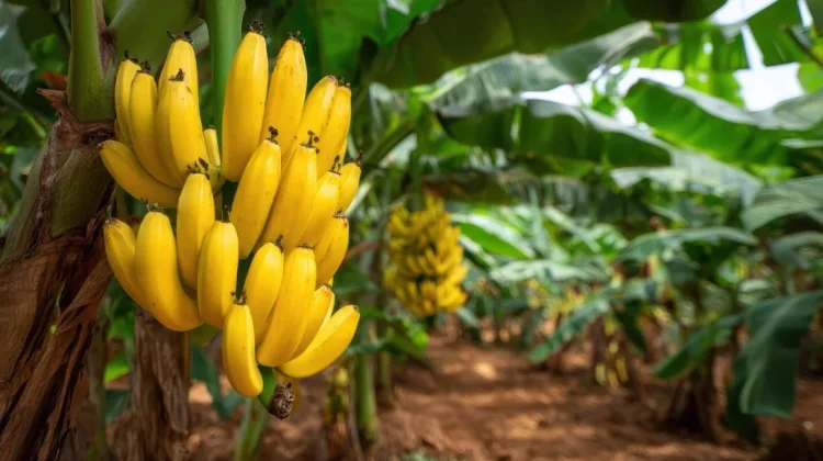 Bukan Sekadar Buah, Pohon Pisang Punya Banyak Kegunaan