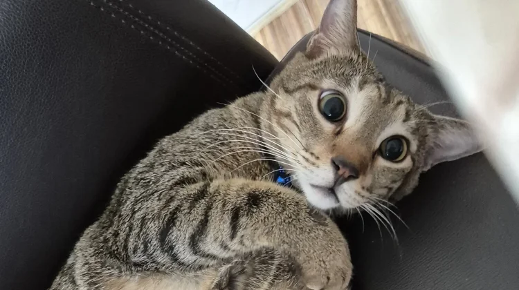 Apakah Kucing Cegukan Obatnya Dikagetin Juga?