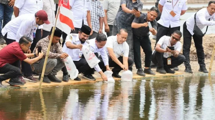Pembudidaya Tambak di Aceh Timur Terima Benur Udang Vaname dari KKP
