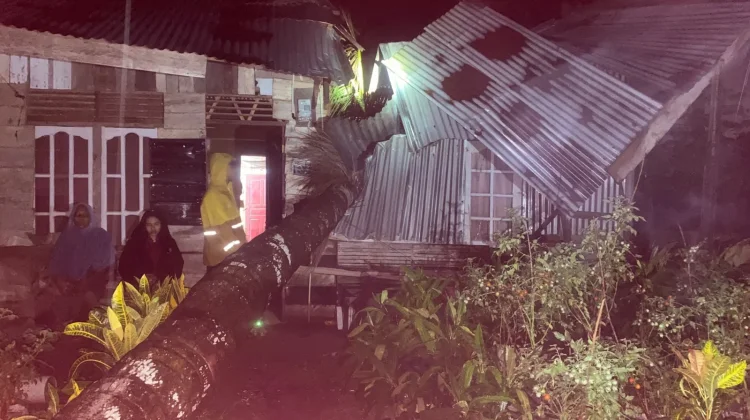 Pohon Kelapa Tumbang Timpa Rumah Warga Banda Masen