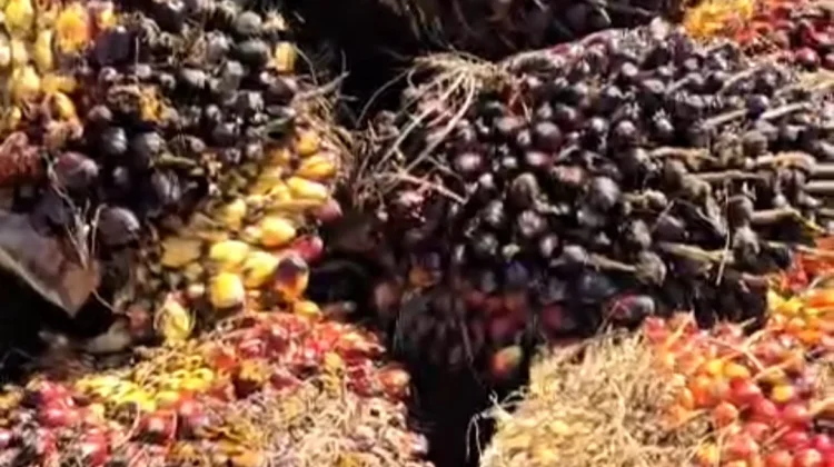 Harga TBS Kelapa Sawit di Aceh Utara Stabil di Rp2.900 per Kilogram