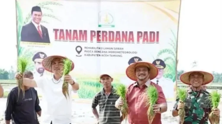 Aceh Tamiang Targetkan 6.240 Hektare Sawah Terdampak Siap Tanam November 2026