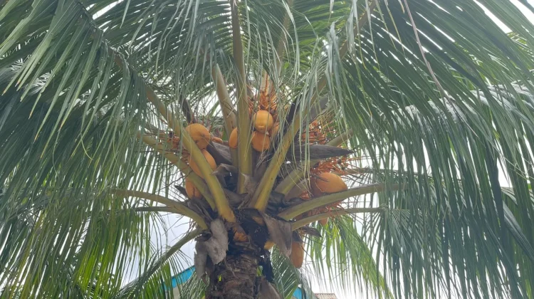 Mengenal Kelapa Kuning dan Bedanya dengan Kelapa Hijau, Kaya Manfaat