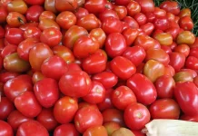 Harga Tomat di Lhokseumawe Capai Rp15.000 Jelang Meugang Puasa
