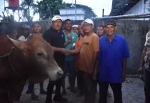 Bupati Mukhlis Optimalkan Dana Meugang Jadi 90 Ekor Lembu