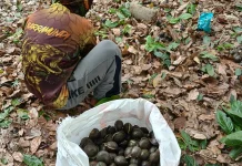 Harga Jengkol di Batu Enam Turun, Petani Tunda Panen