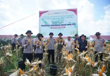 Panen Raya Jagung 5 Hektar, Perkuat Swasembada Pangan Nasional