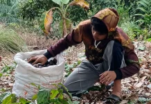 Harga Jengkol Murah, Petani Tunda Panen di Simpang Kramat