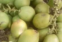 Ini Harga Kelapa Muda di Jual Petani