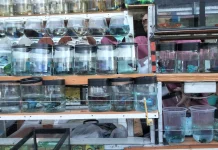 Ramadhan Ramai Takjil, Cupang Tetap Diburu