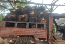 Distanbun Aceh Umumkan Harga TBS Sawit
