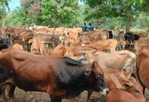 Permintaan Lembu Untuk Megang Meningkat