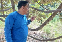 Durian Aceh Utara Mulai Berbunga
