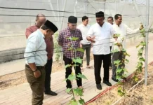 Budidaya Anggur Jadi Inovasi Pembelajaran di SMKN 1 Peureulak