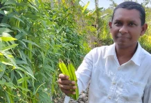 Sayur Kecipir Digemari untuk Lalapan dan Tumisan