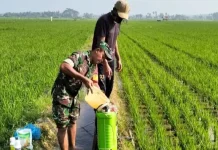 Babinsa dan Petani Berbagi Cerita Sambil Lawan Hama