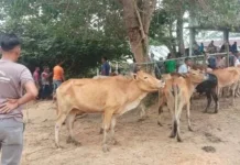 Stok Sapi dan Kerbau Aceh Timur Capai 1.450 Ekor