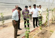 SMKN 1 Peureulak Budidaya Anggur dengan Greenhouse