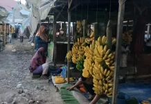 Harga Pisang Barangan Menguntungkan Petani di Lhokseumawe