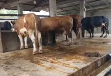 jelang Meugang, DKPPP Lhokseumawe Gencarkan Pengawasan Hewan Ternak