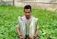 Timun Suri, Buah yang Identik Hadir saat Ramadan