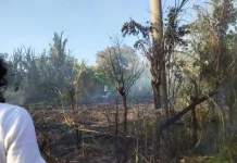Lahan Tebu Terbakar Diduga akibat Petasan Warga