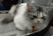 Bulu Kucing Rontok Padahal di Rawat, Ini Penjelasannya
