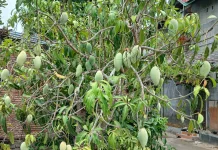 Musim Panen Mangga, Harga Capai 20 Ribu per Kilogram