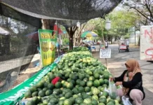 Harga Semangka Stabil meski Pasokan  Melimpah