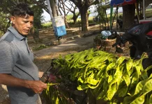 Harga Pete Masih Tinggi, Pedagang Sebut Belum Musim Panen