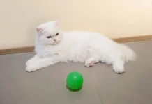 Bulu Kucing Rontok Berlebihan? Kenali Penyebab dan Cara Mengatasinya