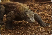 RI Pinjamkan 2 Komodo ke Jepang, Ditukar Panda Merah dan Jerapah