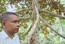 Petani Gembira, Durian di Simpang Kramat Aceh Utara Mulai Berbuah