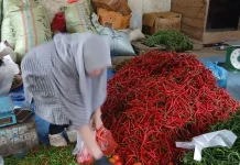 Harga Cabai Merah di Lhokseumawe Turun, Pasokan Melimpah dari Petani