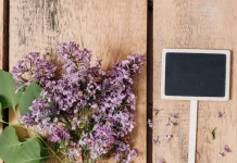 Tanaman Rumahan yang Bantu Kurangi Gangguan Nyamuk