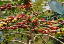 Petani Kopi di Kabupaten Bener Meriah Mulai Memasuki Masa Panen
