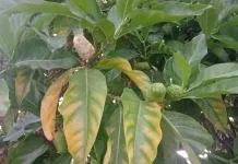 Rahasia di Balik Buah Mengkudu: Khasiat Luar Biasa untuk Kesehatan Tubuh